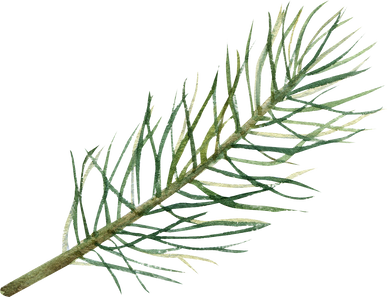 A fir branch on a transparent background. Watercolor